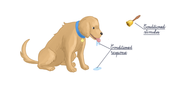 Animation Pavlov's dog conditioned response