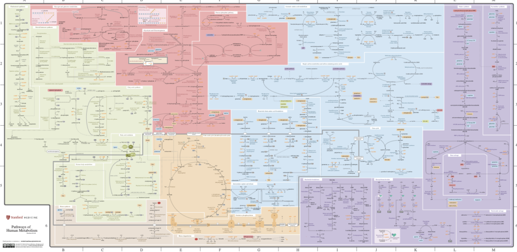 Stanford Metabolic Pathways Map